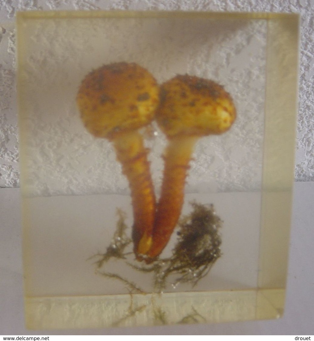 CHAMPIGNON EN INCLUSION - PRESSE PAPIER OU AUTRE - Paper-weights