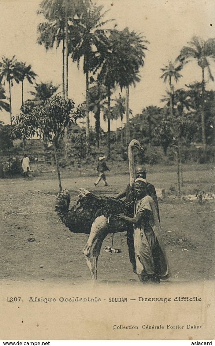 Soudan Mali . AOF Dressage Difficile . Autruche . Ostrish. Fortier - Mali