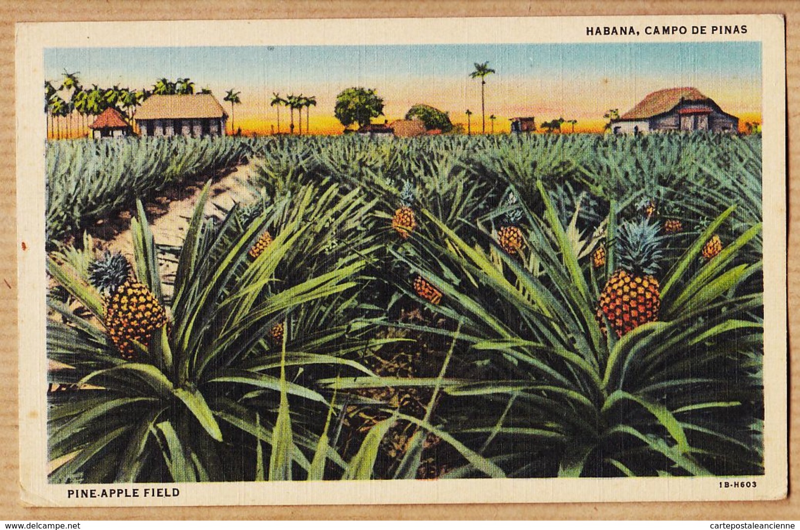 AMS076 Carte Toilée HABANA Cuba Campo De Pinas Pine-Apple Field LA HAVANE Champ D' Ananas 1920s JORDI OBISPO 31 - Cuba