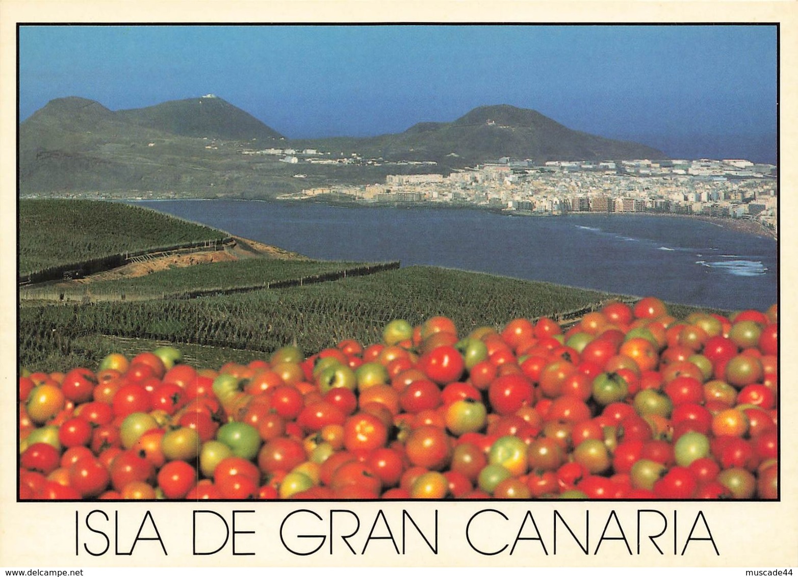 ISLA DE GRAN CANARIA - LAS PALMAS CULTIVO DE TOMATES - La Palma