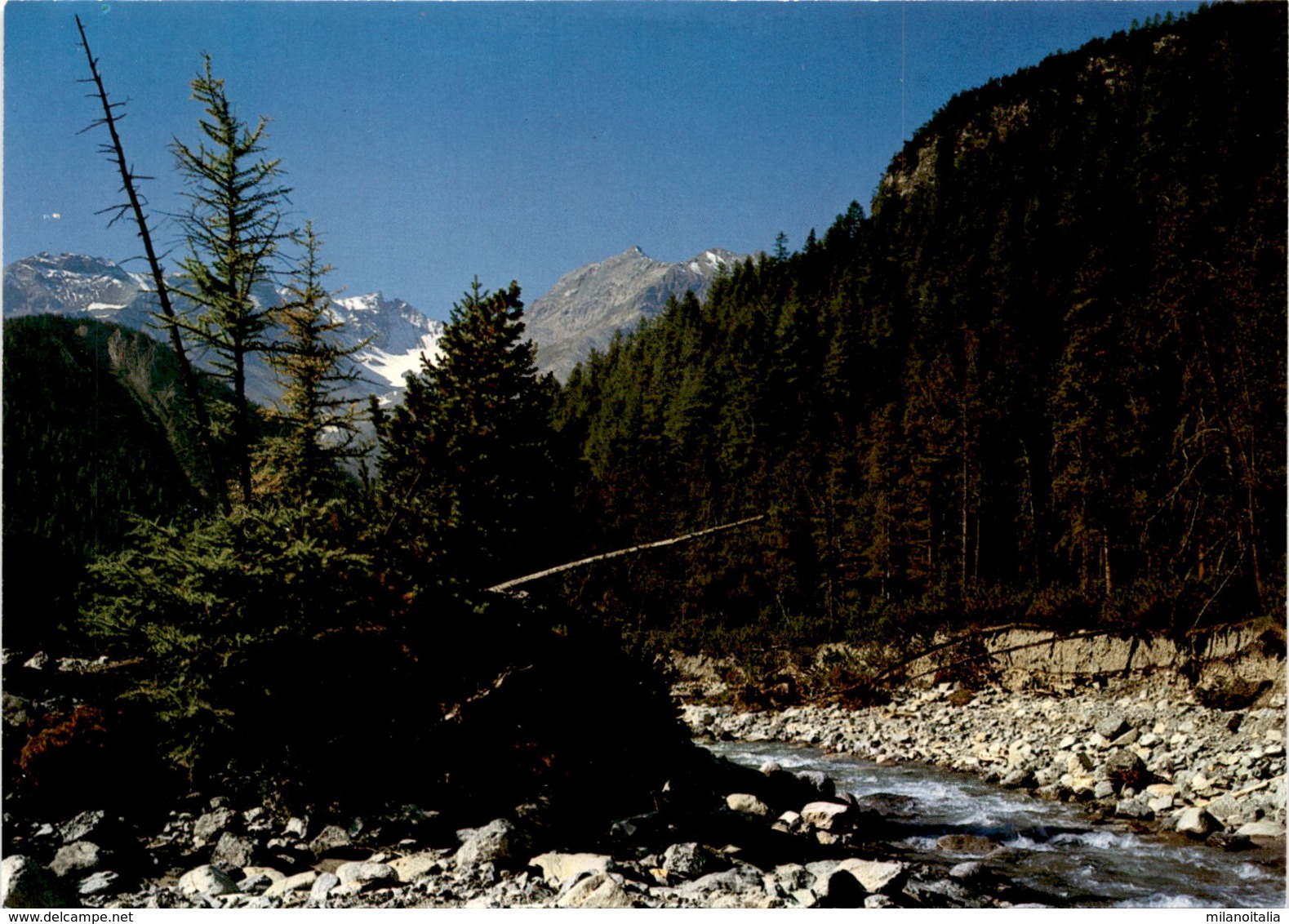 Im Schweizerischen Nationalpark Zwischen Zernez Und Il Fuorn (12204) - Zernez