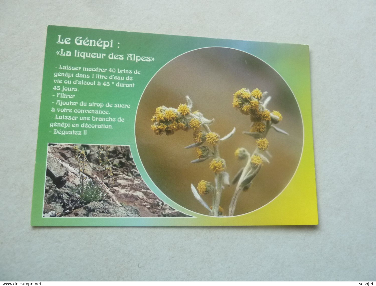 Le Génépi Jaune - Artemisia Mutellina Ou Armoise - Commentée - Lans 616 - Editions Images Des 4 Saisons - - Medicinal Plants