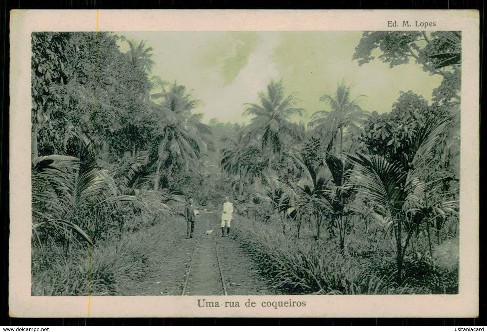 SÃO TOMÉ E PRÍNCIPE - Uma Rua De Coqueiros.  ( Ed. M. Lopes) Carte Postale - São Tomé Und Príncipe