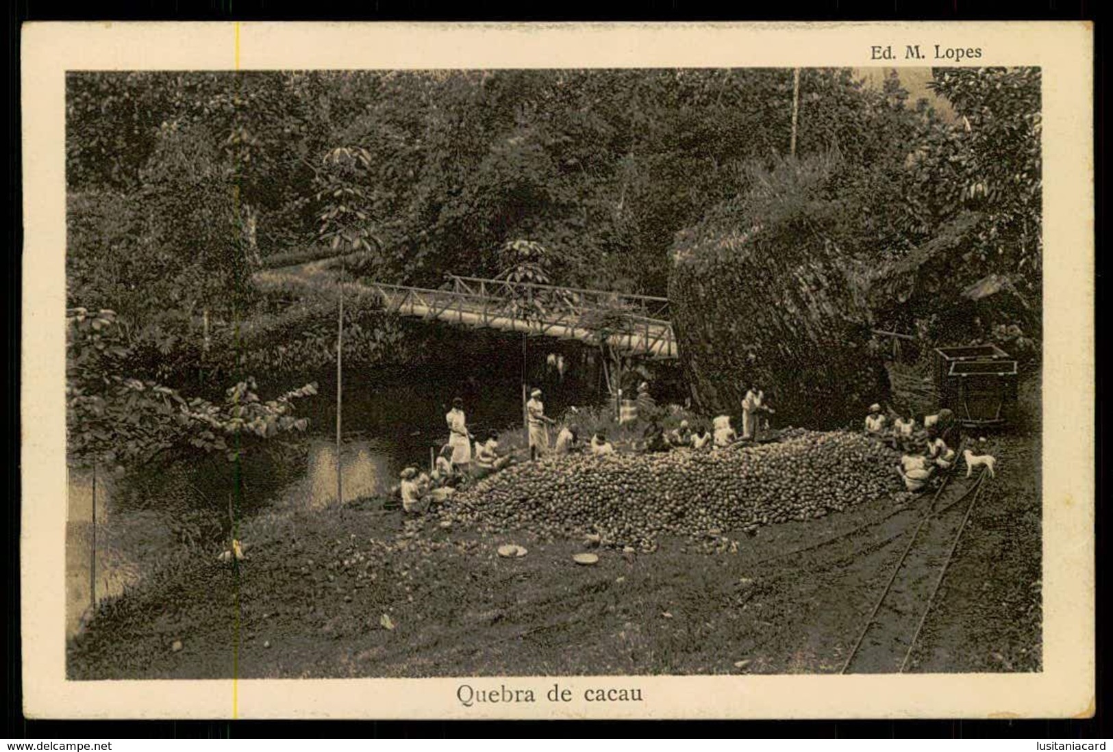 SÃO TOMÉ E PRÍNCIPE - Quebra De Cacau.  ( Ed. M. Lopes) Carte Postale - Sao Tome Et Principe