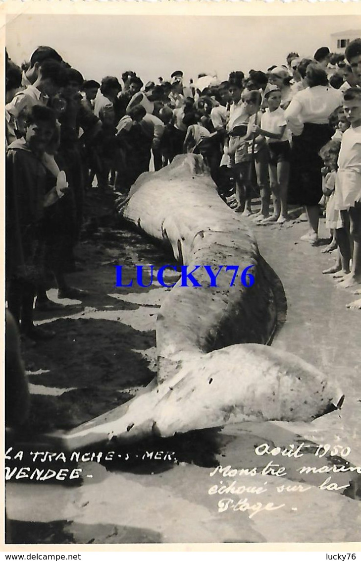 La Tranche Sur Mer Monstre Marin Echoué Sur La Plage Aout 1950 - La Tranche Sur Mer
