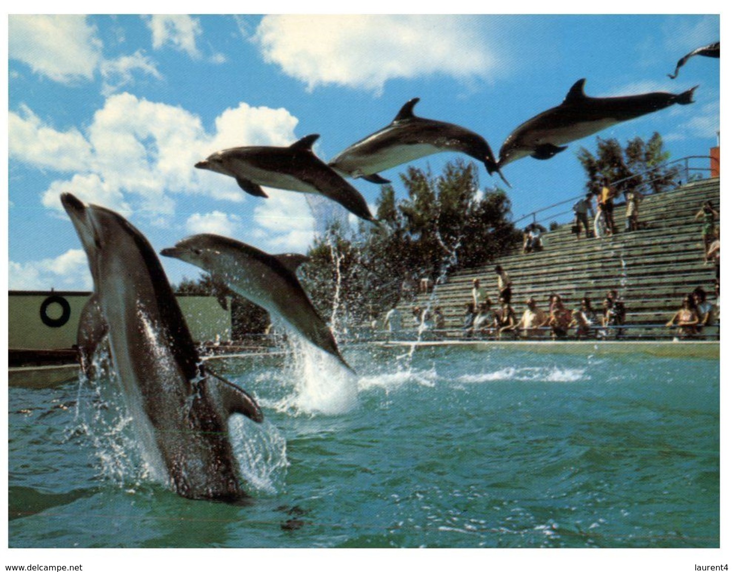 (G 1) Australia - QLD - Dolphin Show - Gold Coast