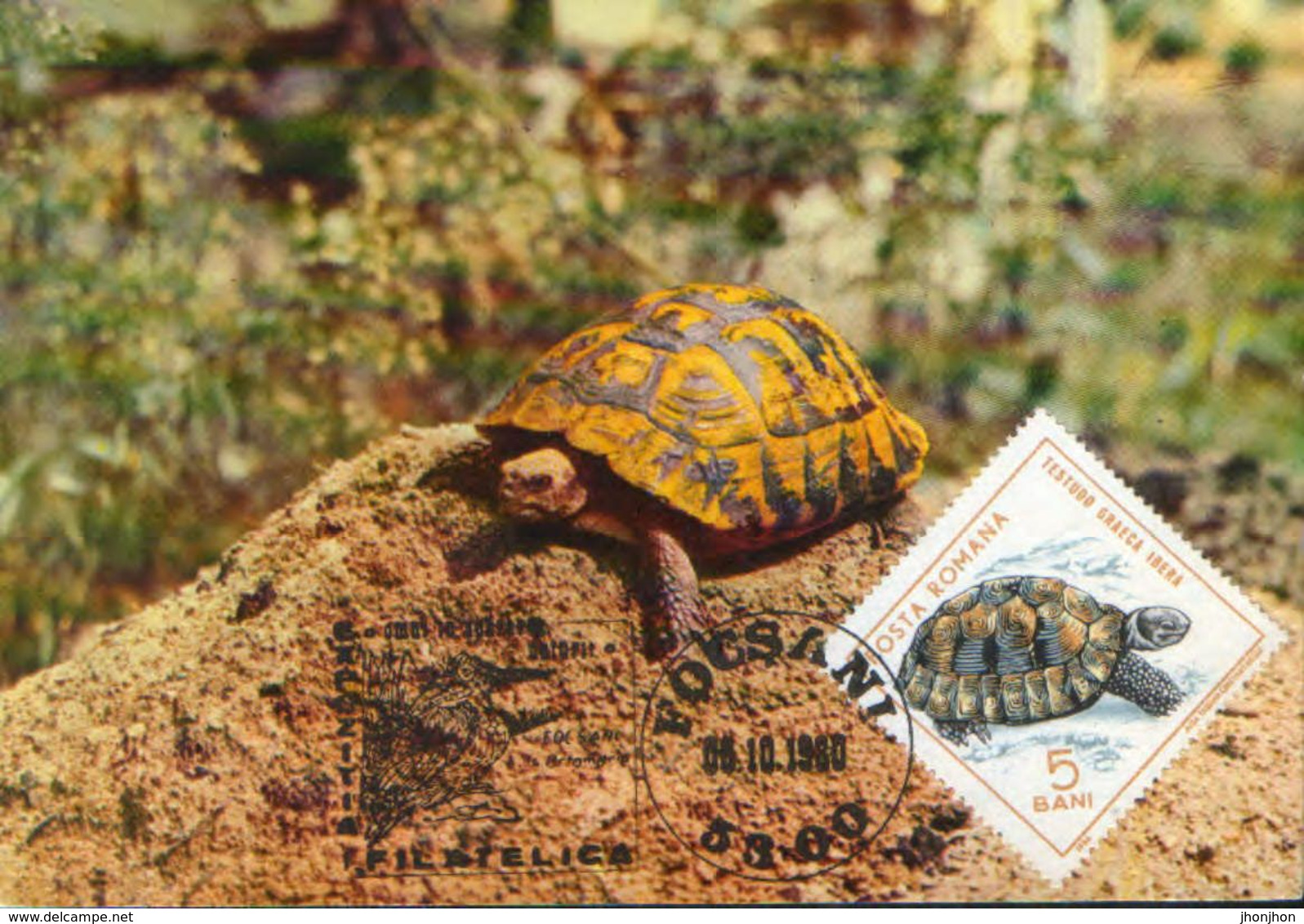 Romania - Maximum Postcard,maxicard 1980 -   Hermann's Tortoise - Tortugas