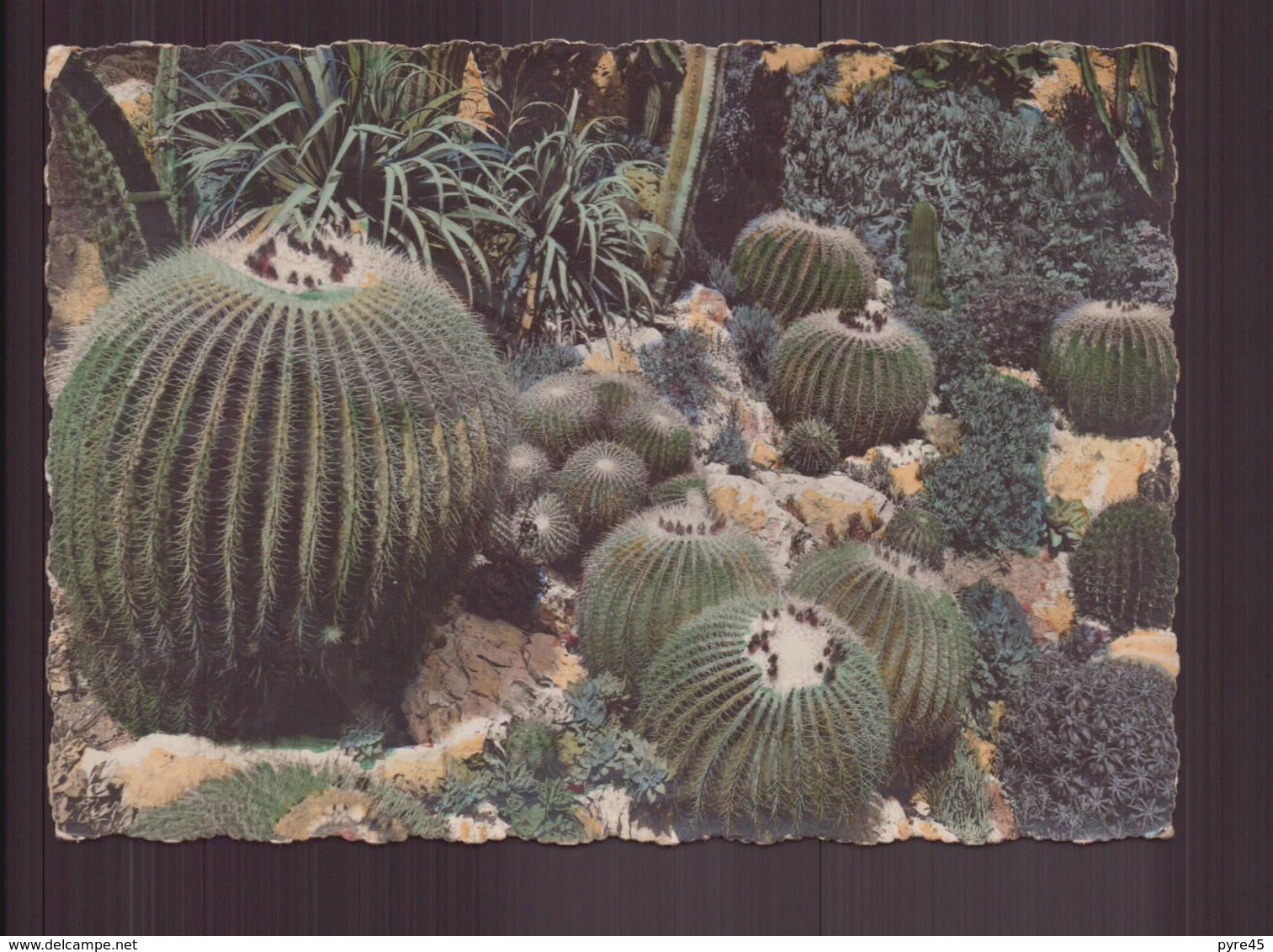 COUSSINS DE BELLE MERES - Cactus