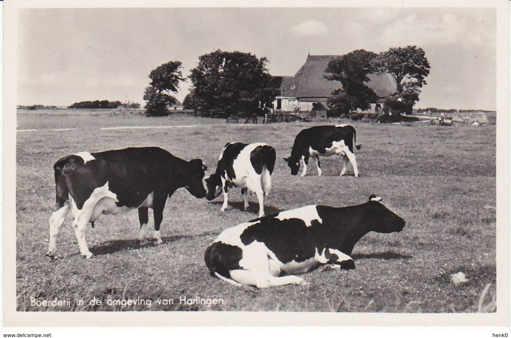 Harlingen Boerderij In De Omgeving Koeien M4693 - Harlingen