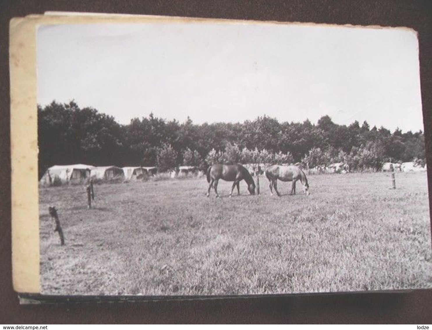 Nederland Holland Pays Bas Ommen Camping De Kleine Wolf Met Paarden - Ommen