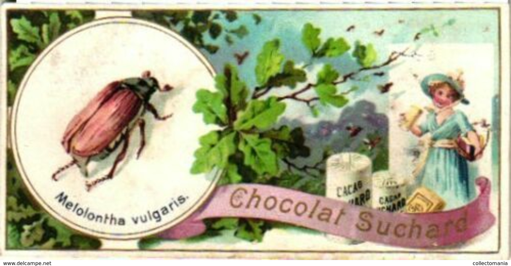 6 Chromo Litho Cards Suisse Chocolate Switserland SUCHARD Set64B C1898 Insects Beatles May-Bug Melalontha Vulgaris - Suchard