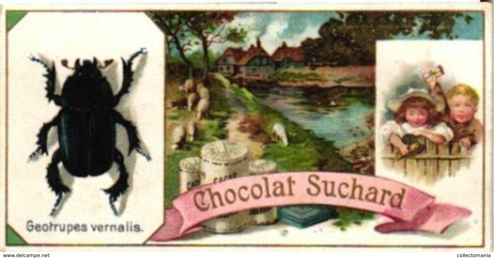 6 Chromo Litho Cards Suisse Chocolate Switserland SUCHARD Set64B C1898 Insects Beatles May-Bug Melalontha Vulgaris - Suchard