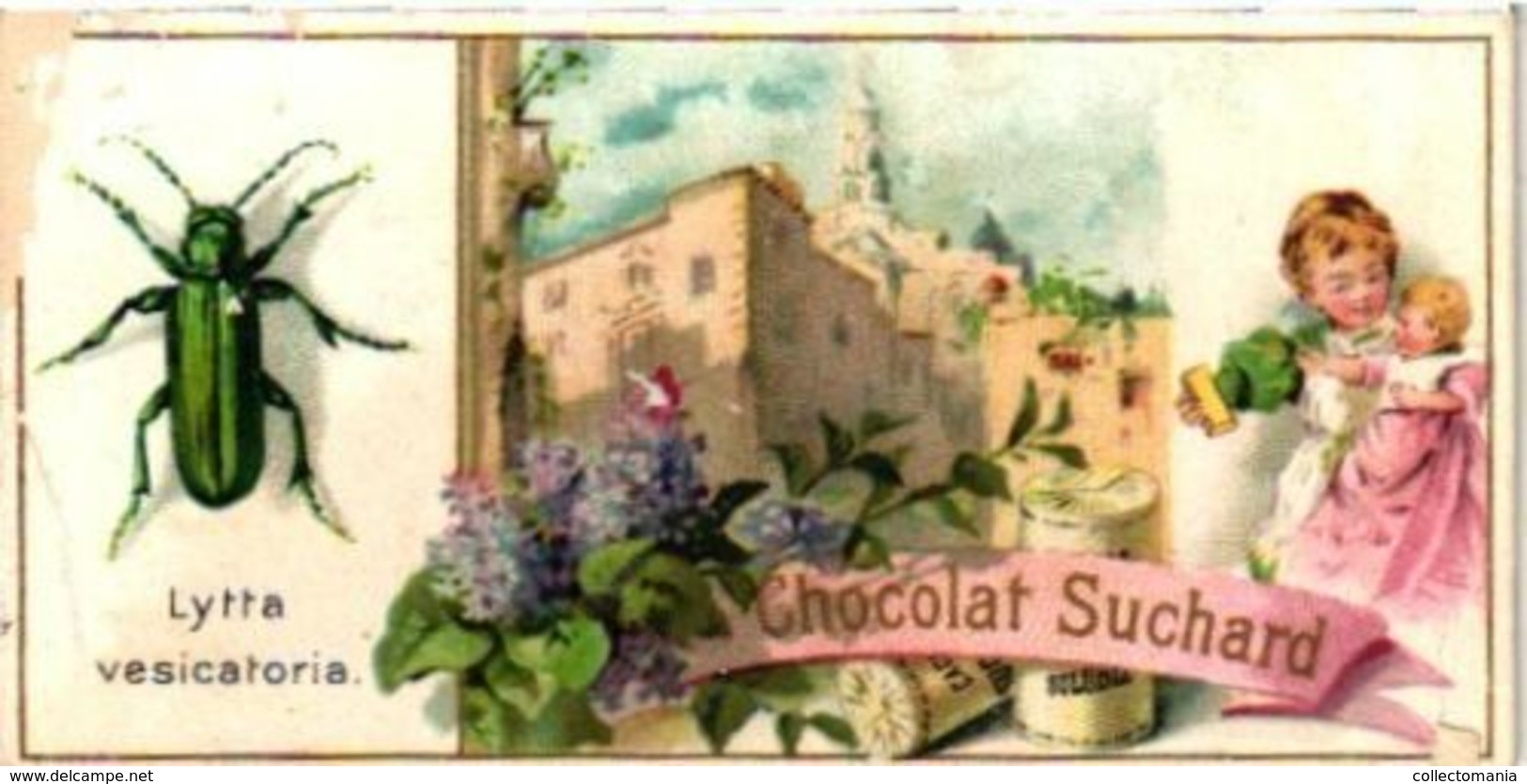 6 Chromo Litho Cards Suisse Chocolate Switserland SUCHARD Set64B C1898 Insects Beatles May-Bug Melalontha Vulgaris - Suchard