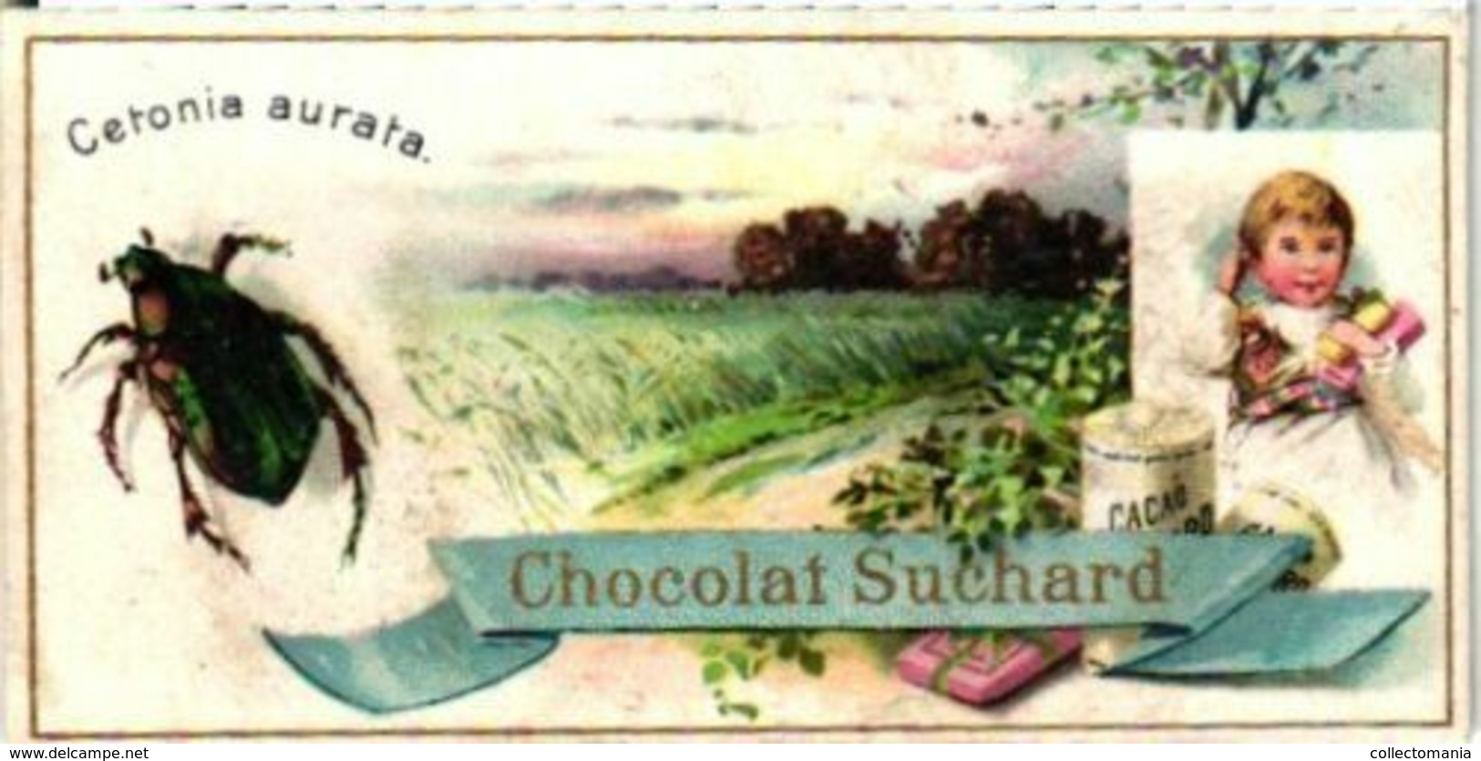 6 Chromo Litho Cards Suisse Chocolate Switserland SUCHARD Set64B C1898 Insects Beatles May-Bug Melalontha Vulgaris - Suchard