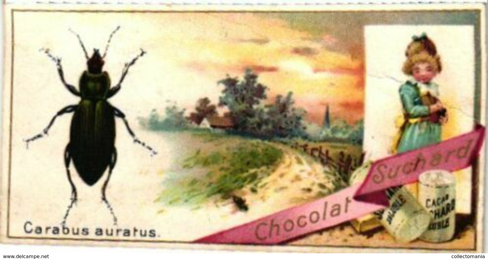 6 chromo litho cards Suisse chocolate Switserland SUCHARD set64B c1898 insects Beatles May-Bug Melalontha vulgaris