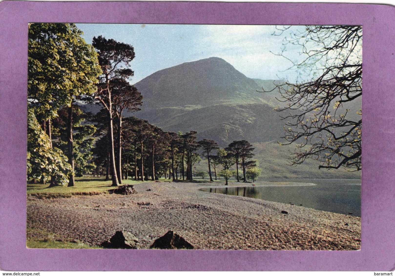 The Buttermere Pines Cumberland Are Lakeland's Most Famous Frees - Buttermere