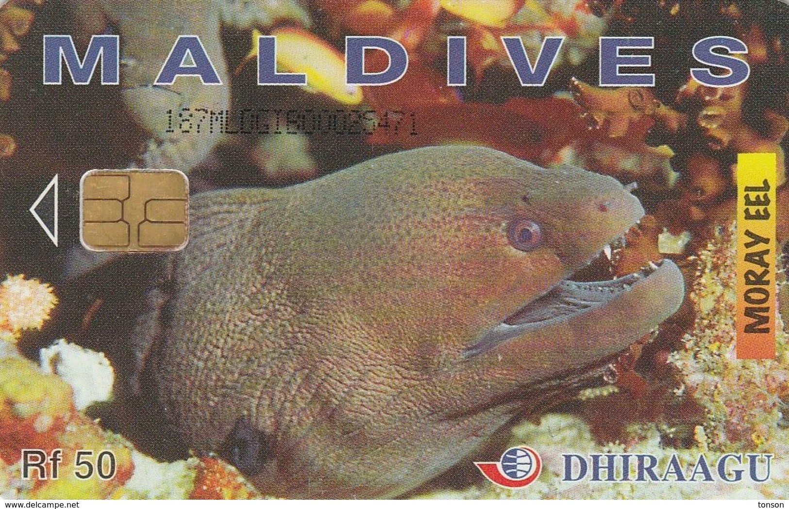 Maldives, 187MLDGIB, Moray Eel, 2 Scans - Maldives