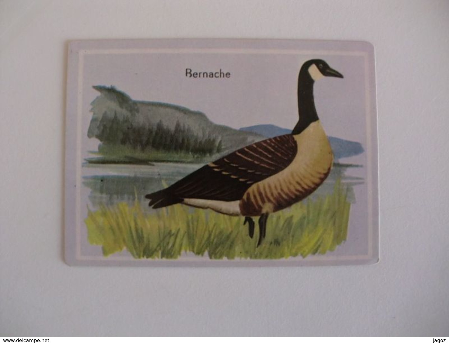Bird Bernache Portugal Portuguese Pocket Calendar 1987 - Small : 1981-90