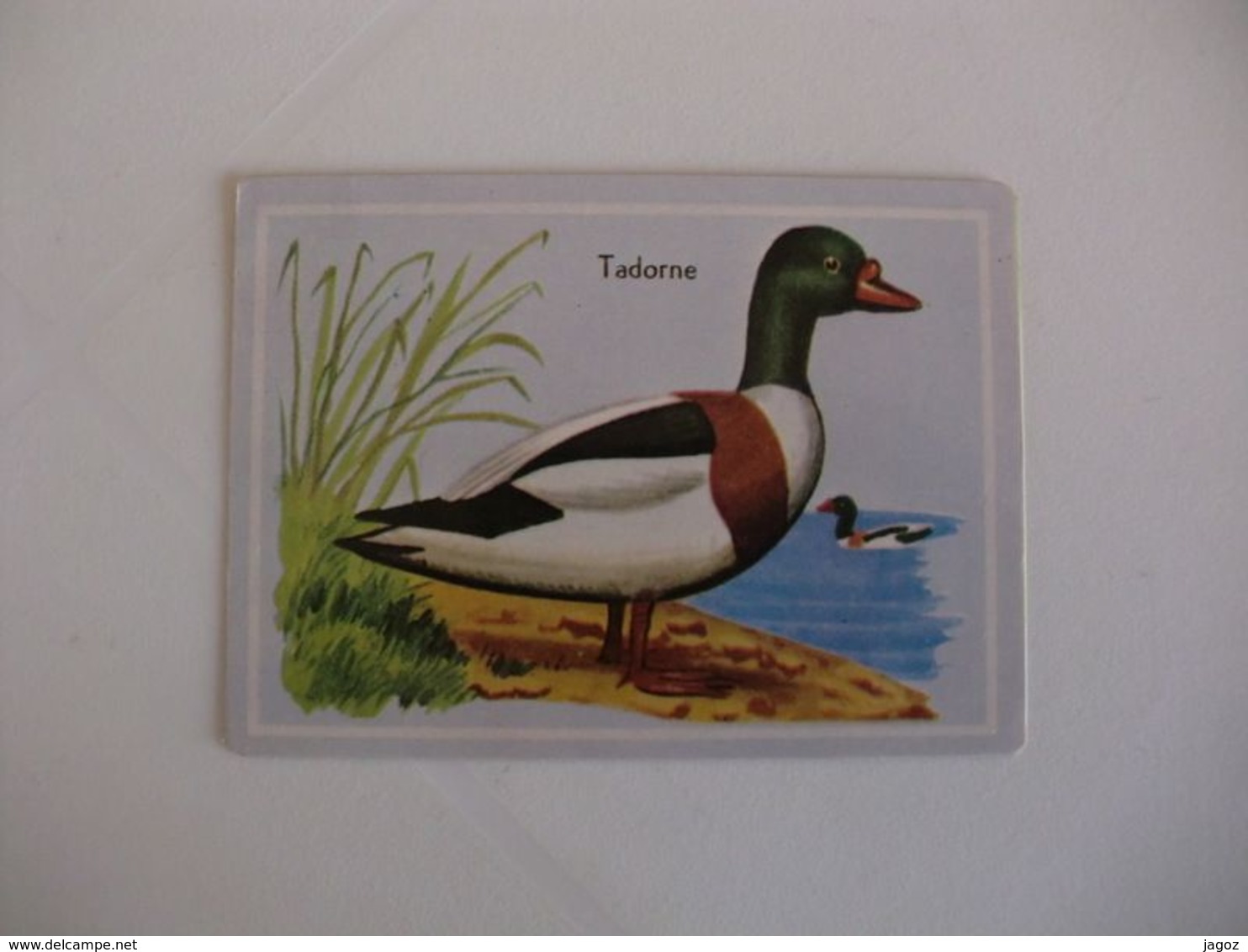 Bird Tadorne Portugal Portuguese Pocket Calendar 1987 - Small : 1981-90