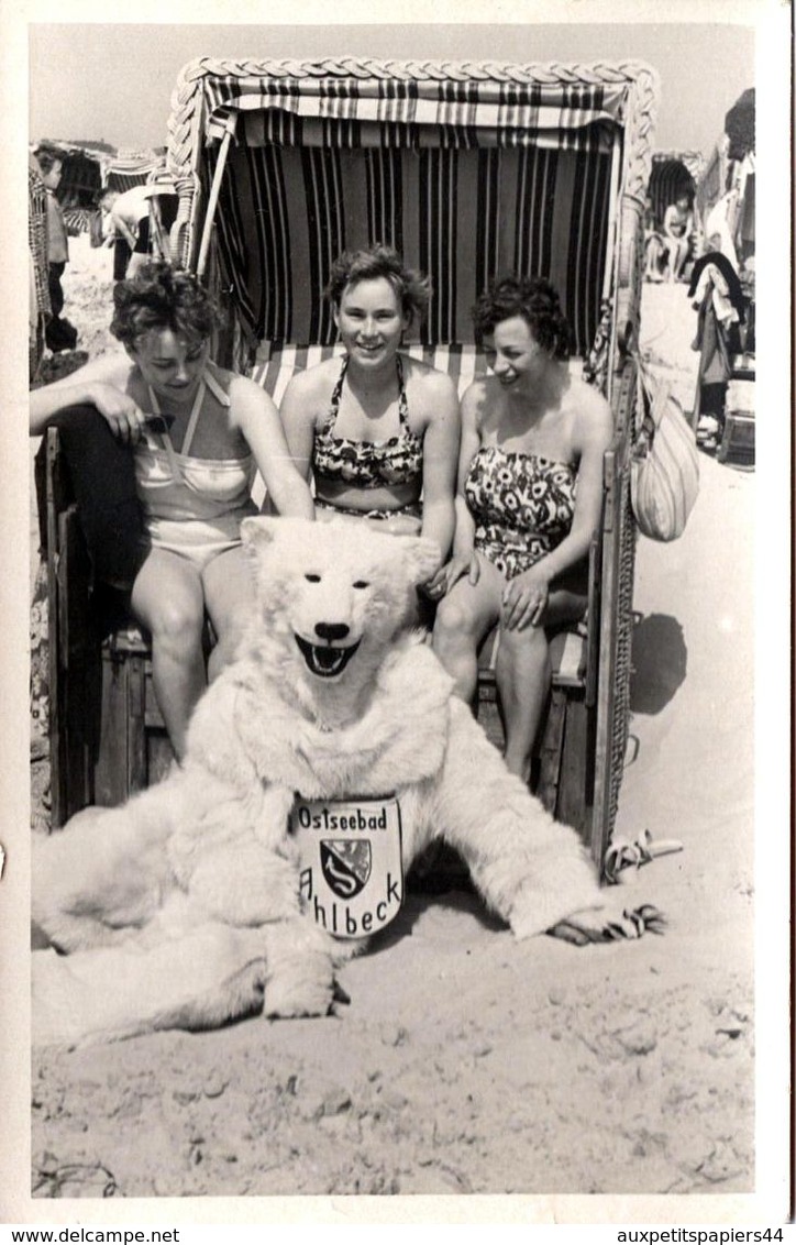 AK Photo Originale Déguisement Ours Polaire & Eisbär En Cabine De Plage & Pin-Up à Ostseebad Ahlbeck Par Tuckmann - Anonyme Personen