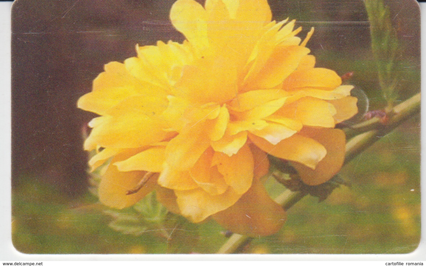 Romania Phonecard - Flowers Fleurs Blumen - 2 Scans - Fleurs