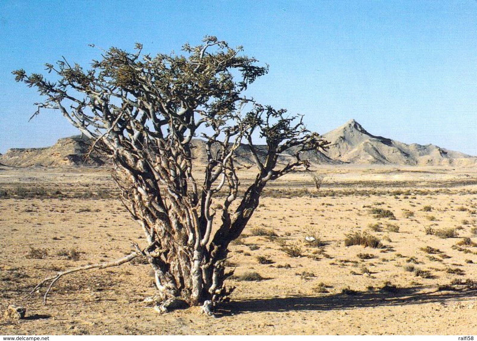 1 AK Oman * Frankincense Tree - Ein Weihrauchbaum Bei Salalah * - Oman