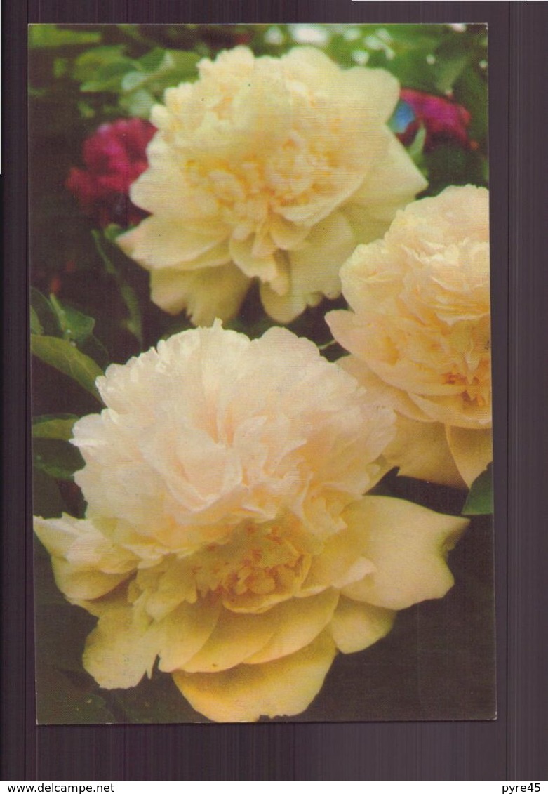 TREE PEONIES OF LOYANG PASTEL YELLOW OF YAO - Blumen