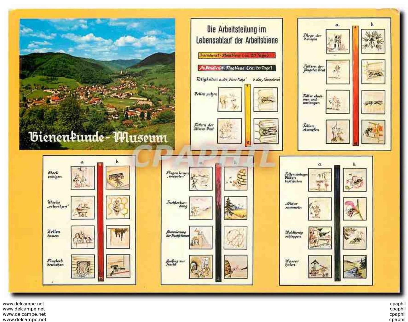 CPM Bienenkunde-Museum Und Imker-Lehrschau - Museen