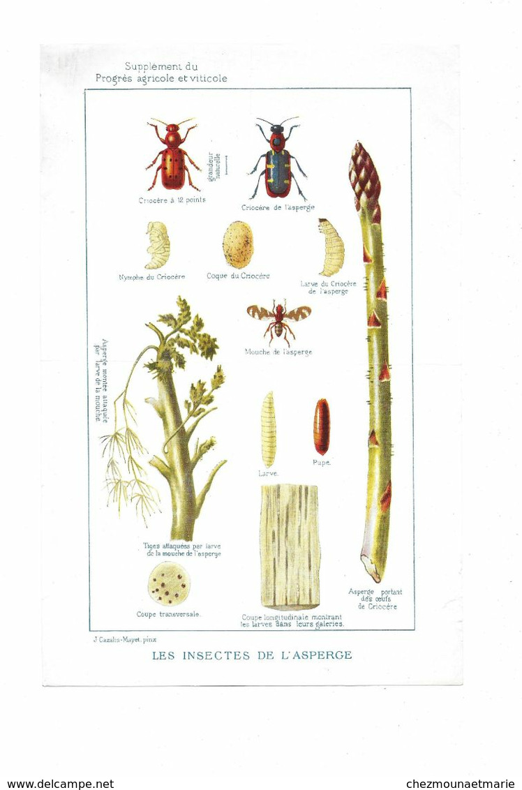 LES INSECTES DE L ASPERGE - PLANCHE CAZALIS MAYET PINX SUPPLEMENT PROGRES AGRICOLE ET VITICOLE 23.5*15.5 CM - Andere & Zonder Classificatie