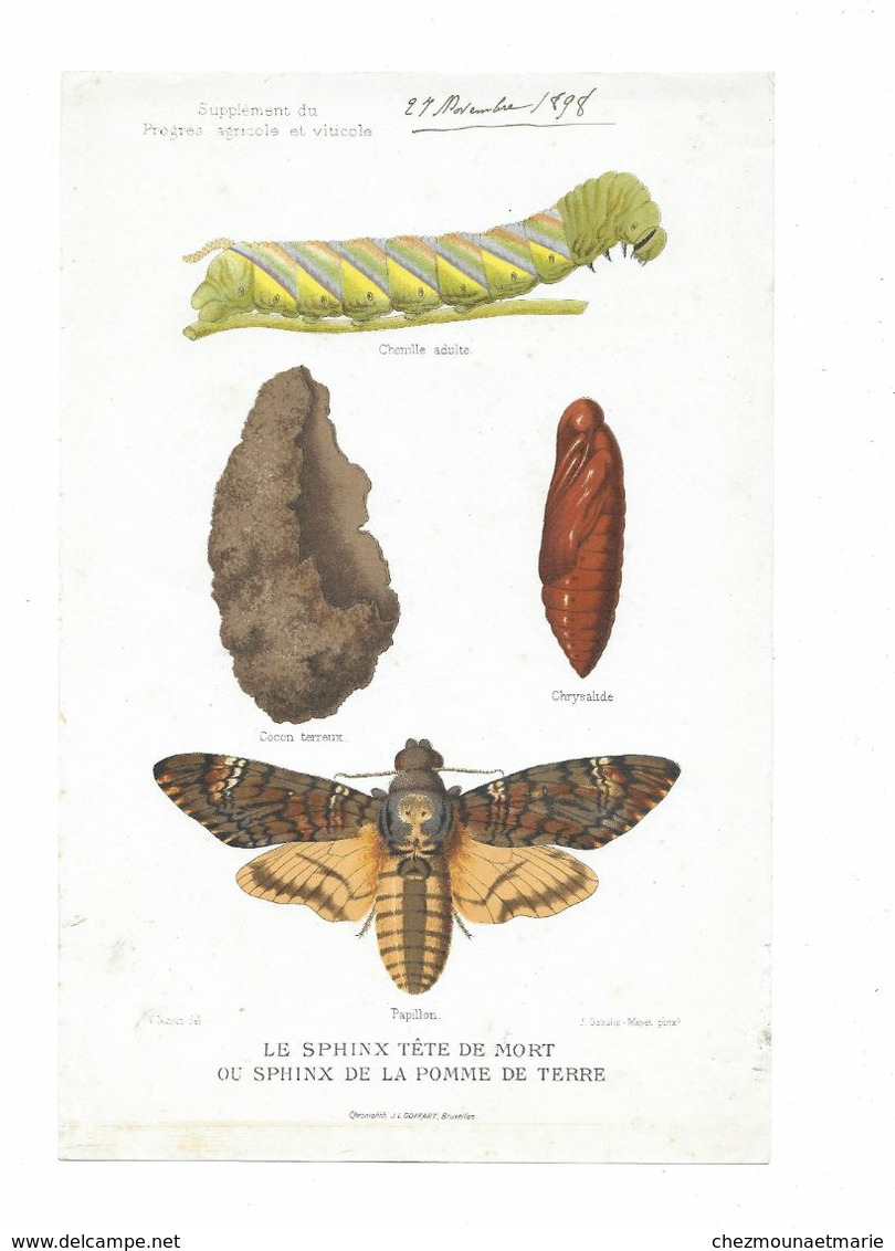 1898 LE SPHINX TETE DE MORT OU DE LA POMME DE TERRE - PLANCHE CAZALIS SUPPLEMENT PROGRES AGRICOLE ET VITICOLE 23.5*15.5 - Other & Unclassified