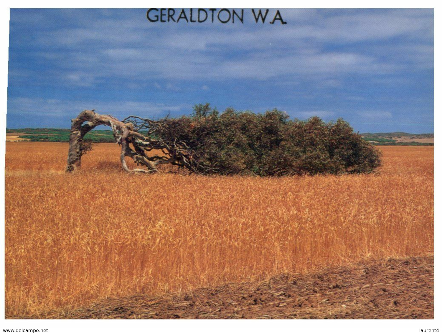 (H 6) Australia - WA - Geraldton Wind Swept Tree - Geraldton