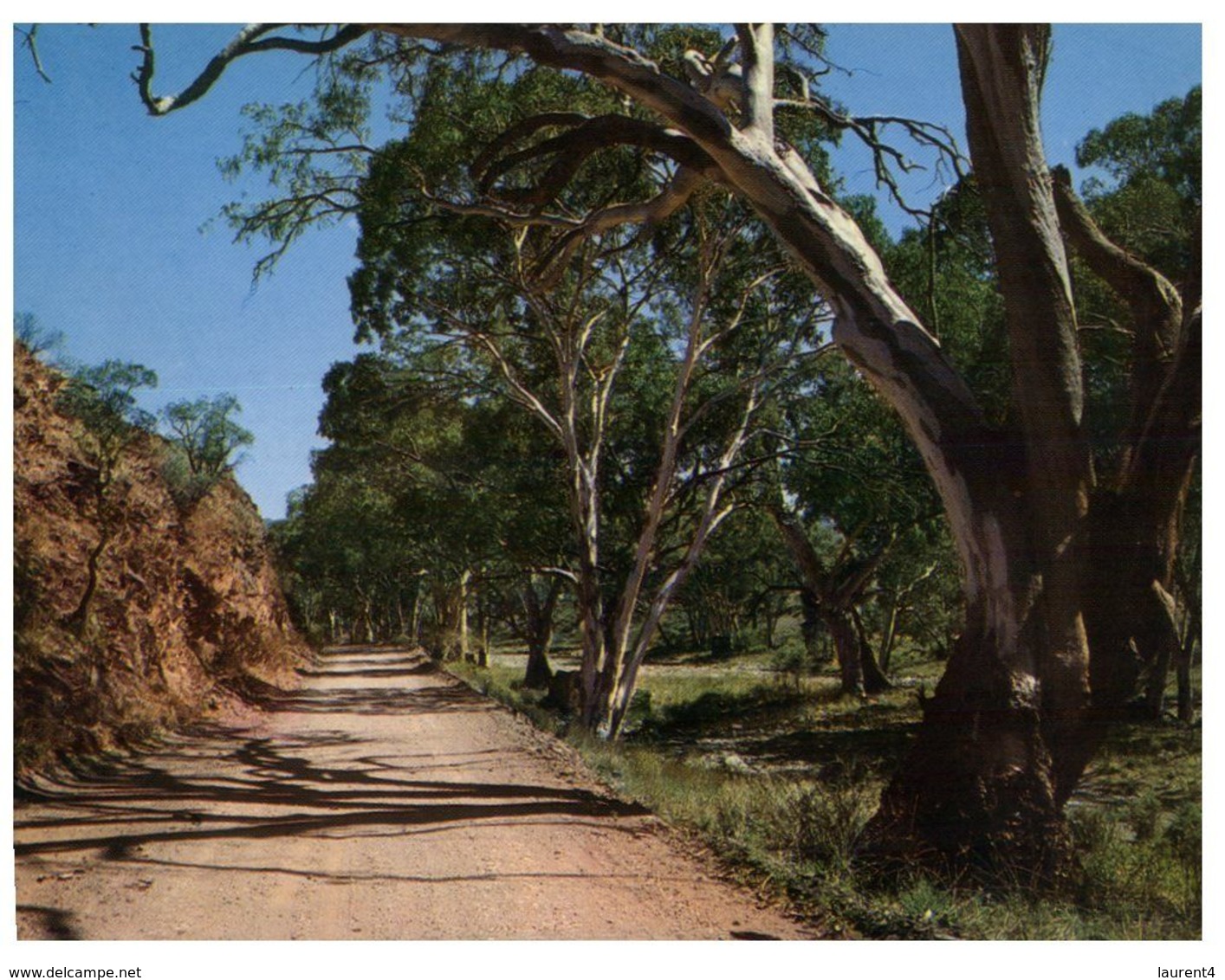 (H 10) Australia - SA - Flinders Range (with Stamp) Gum Trees - Flinders Ranges