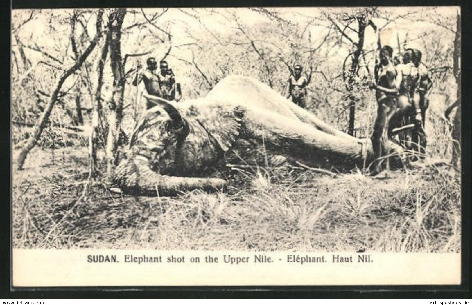 AK Sudan, Elephant Shot On The Upper Nile, Erlegter Elefant - Jagd