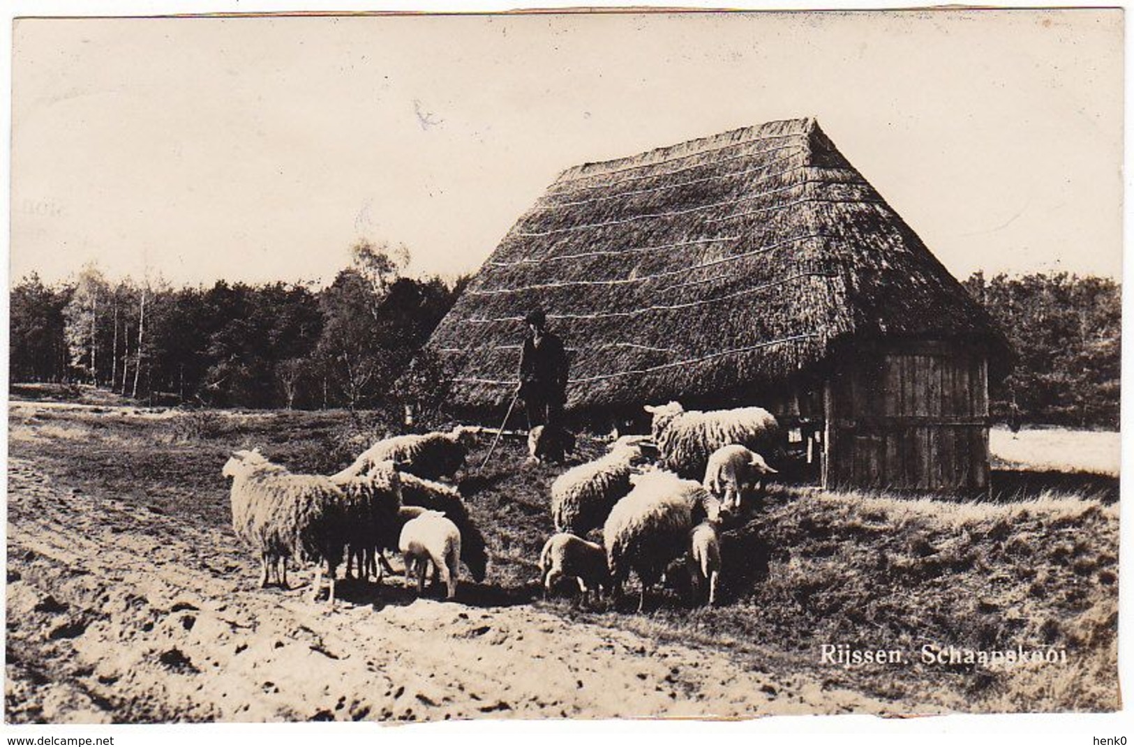 Rijssen De Schaapskooi Schapen M829 - Rijssen