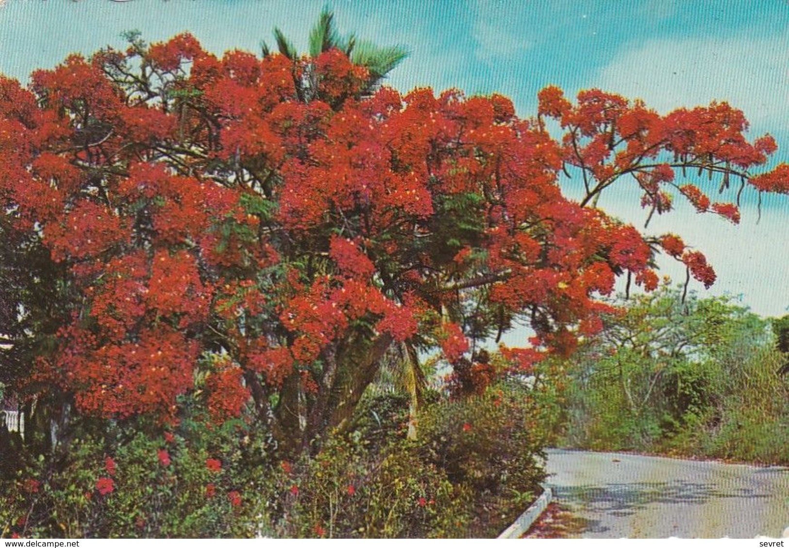 THE SUNNY CARIBBEAN. - The Royal Poinciana - Other & Unclassified