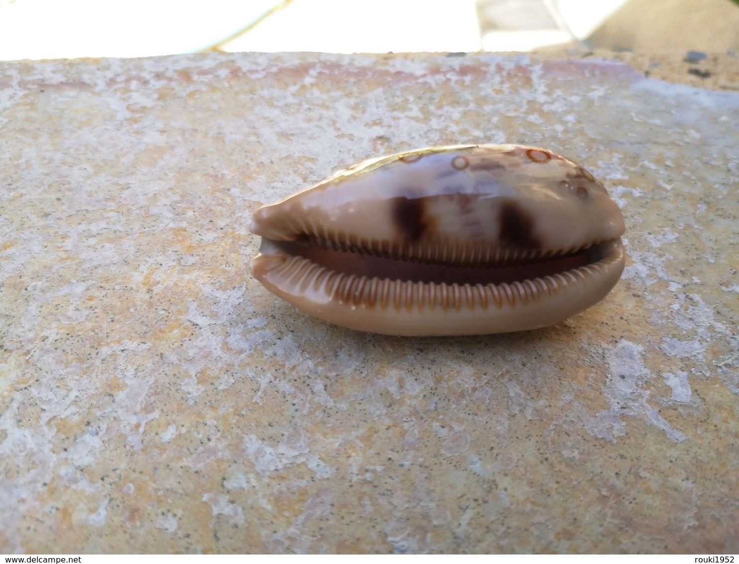 Cypraea Argus Contrastriata Madagascar 61 Mm - Coquillages