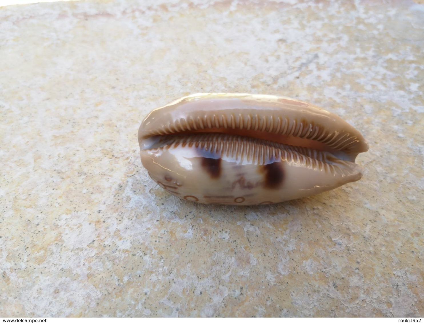 Cypraea Argus Contrastriata Madagascar 61 Mm - Coquillages