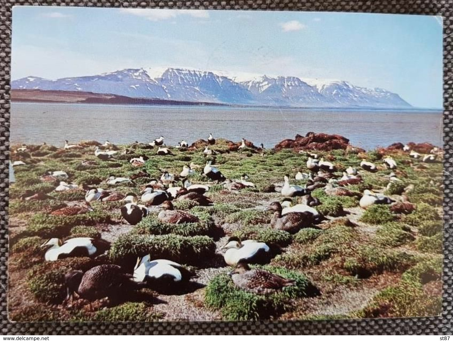 Island Ederfuglekoloni I Skagafjördur 1973 - Island