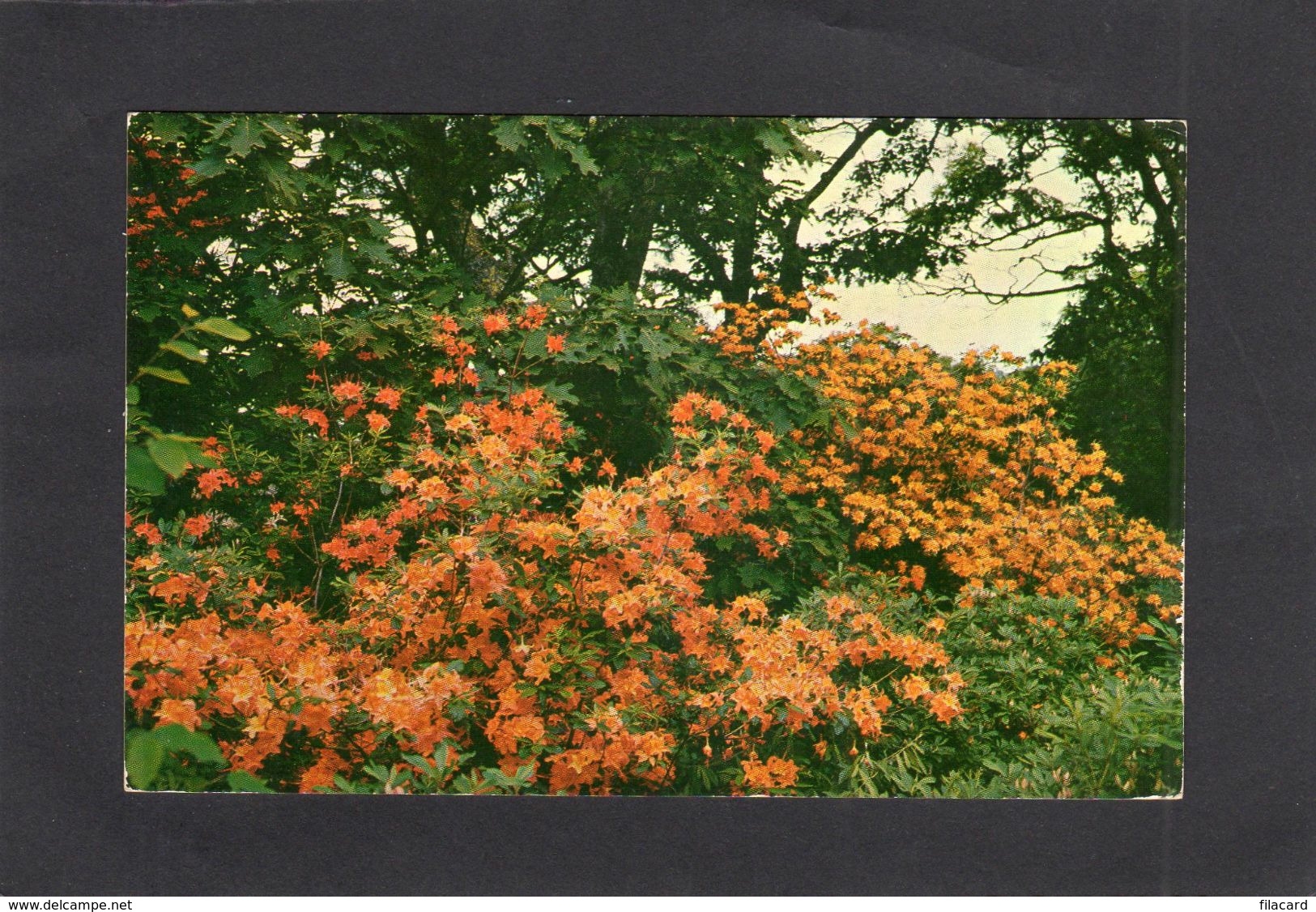 95202    Stati  Uniti,   Georgeous Flame  Azalea In Bloom In The Southern  Appalachian  Mountains,  NV - Autres & Non Classés