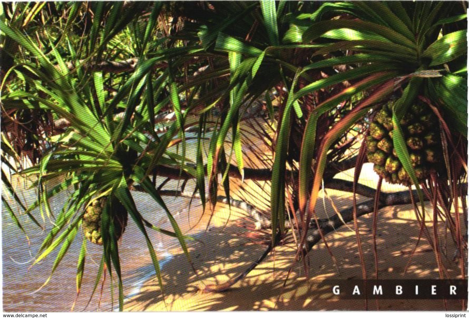 Gambier Island View - Micronesia