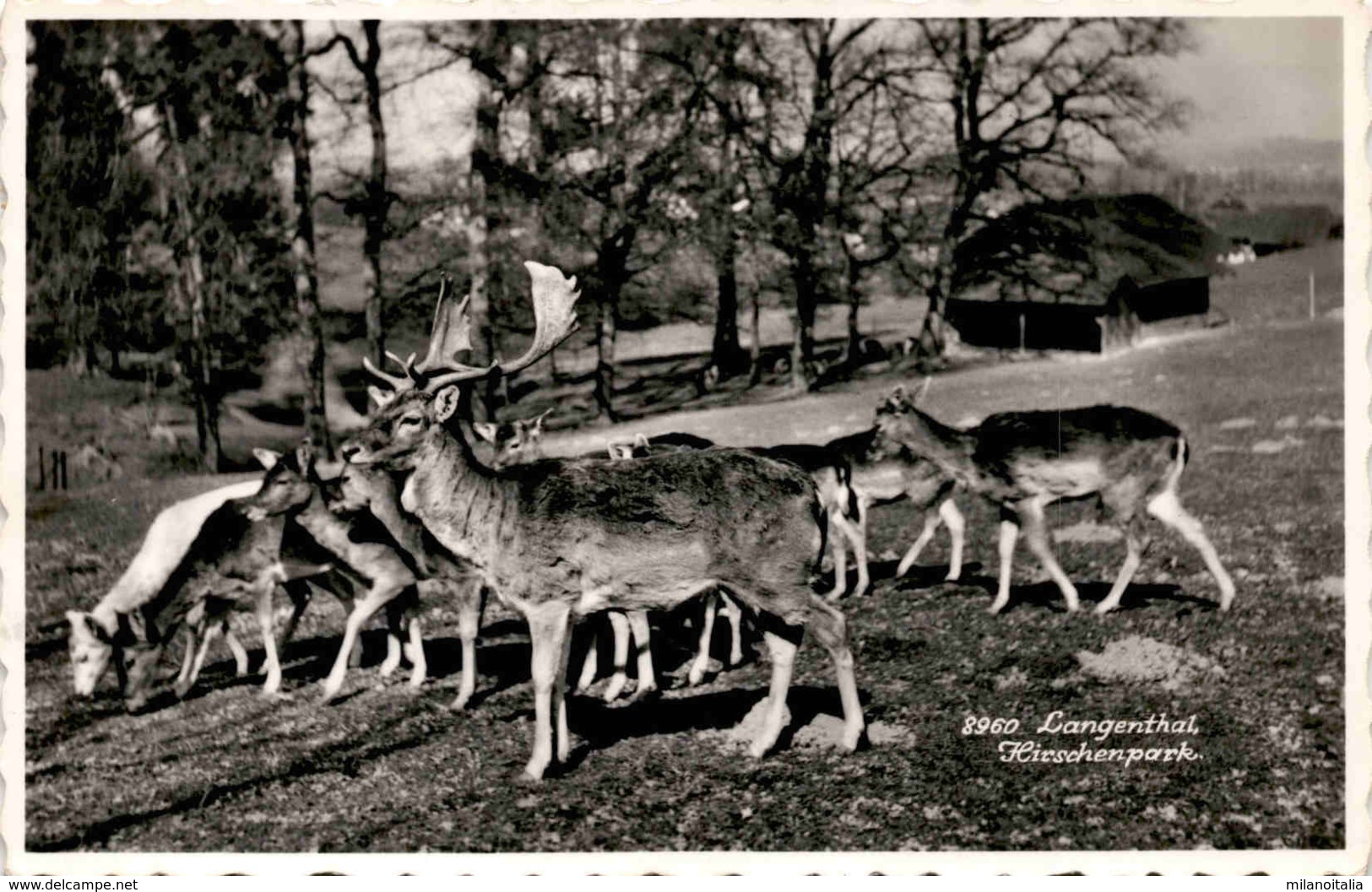 Langenthal - Hirschenpark (8960) * 7. 5. 1953 - Langenthal