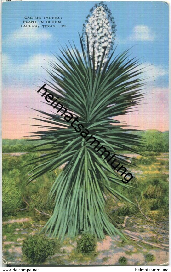 Texas - Laredo - Cactus - Laredo