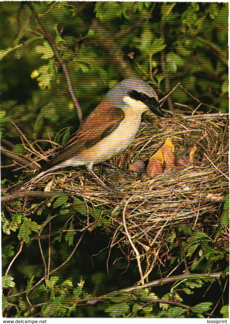 Birds, Red-backed Shrike - Uccelli