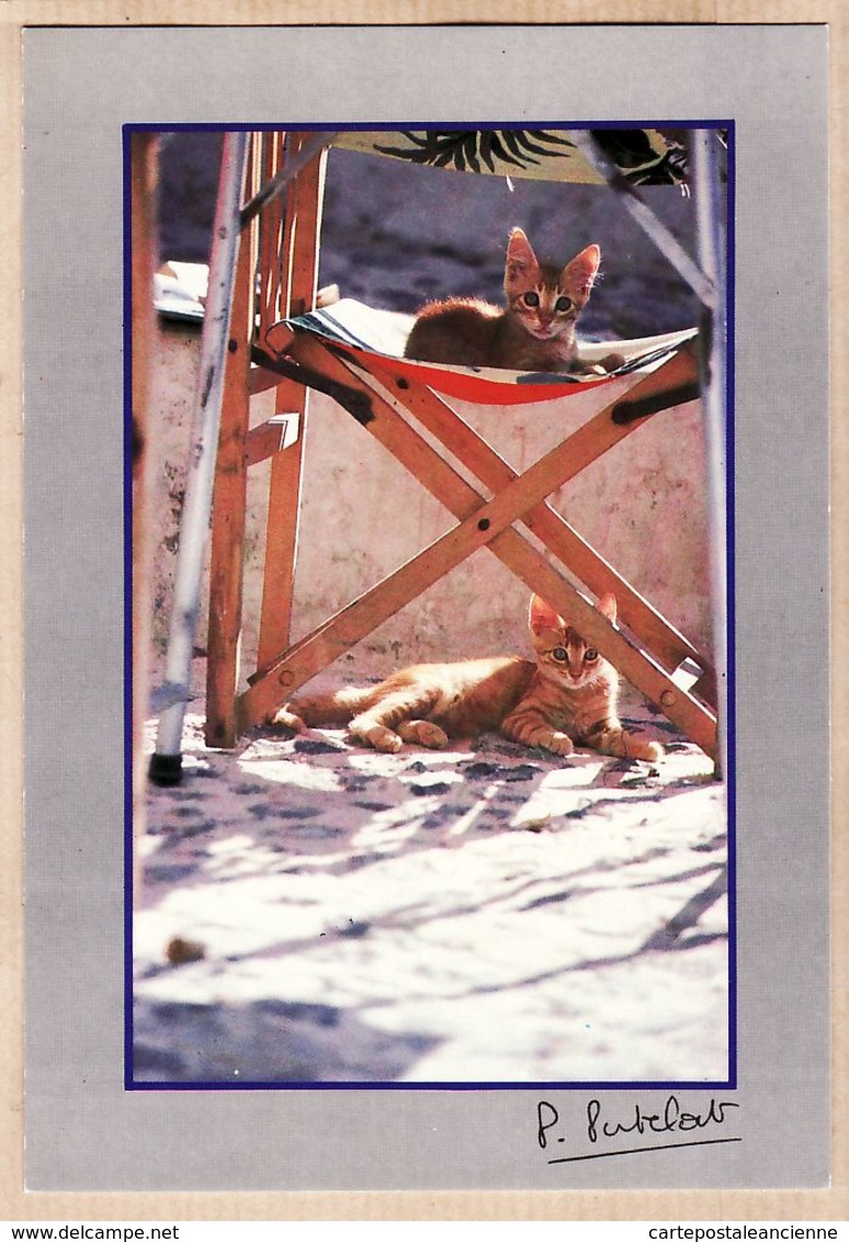 Ani018 LES CHATS Chattons Chaise Pliante Chat CAT Cats KATZE Katzen GATO Gatos Katten Photo Pierre PUTELAT Molines N°17 - Gatti