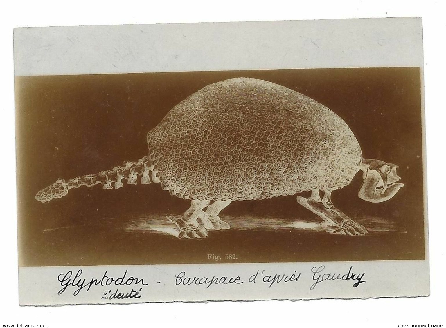 GLYPTODON EDENTE TATOU GEANT CARAPACE D APRES GAUDRY FIG 582 - PHOTO 9*6 CM - Autres & Non Classés