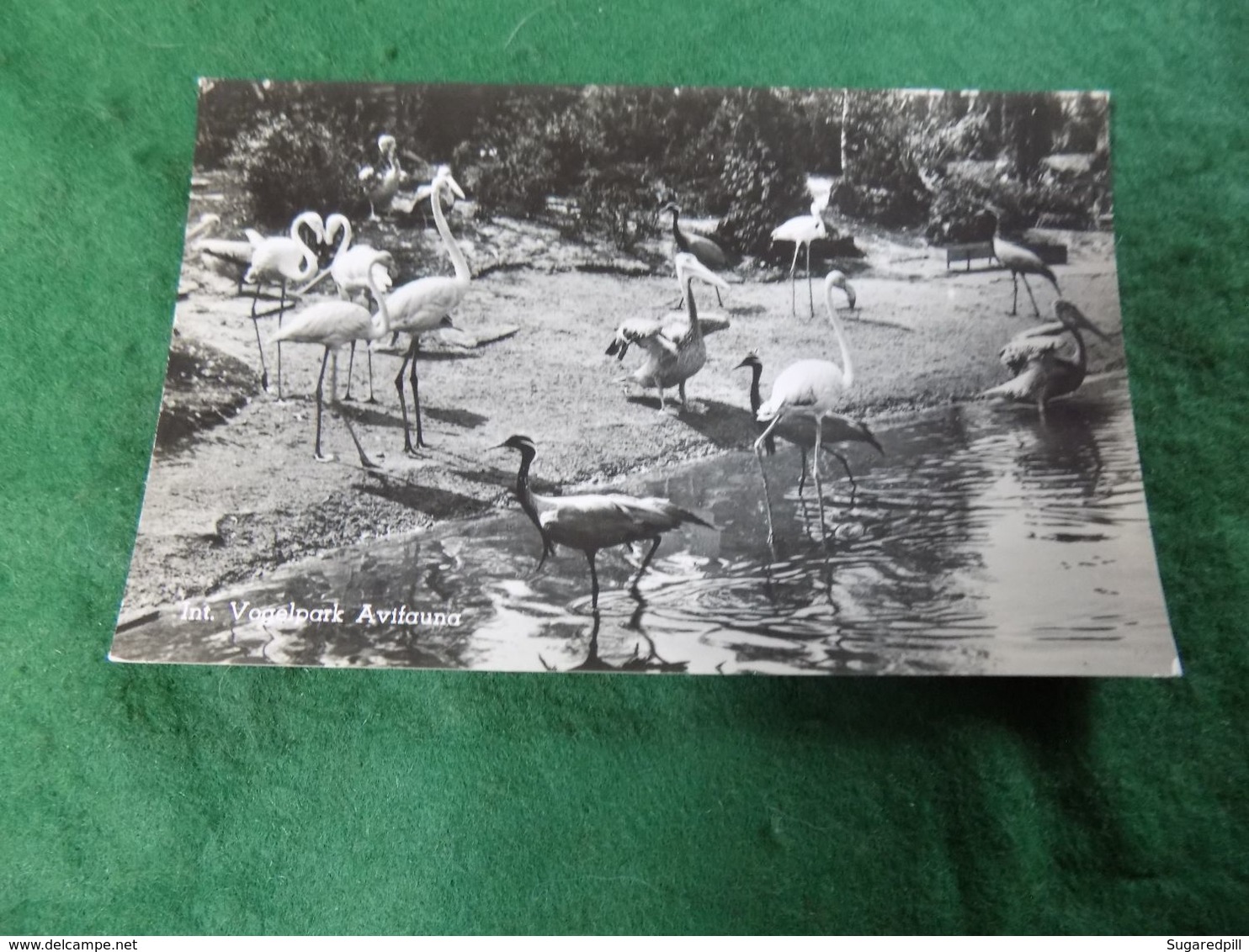 VINTAGE NETHERLANDS: ALPHEN Vogelpark Avifauna B&w Flamingos - Alphen A/d Rijn