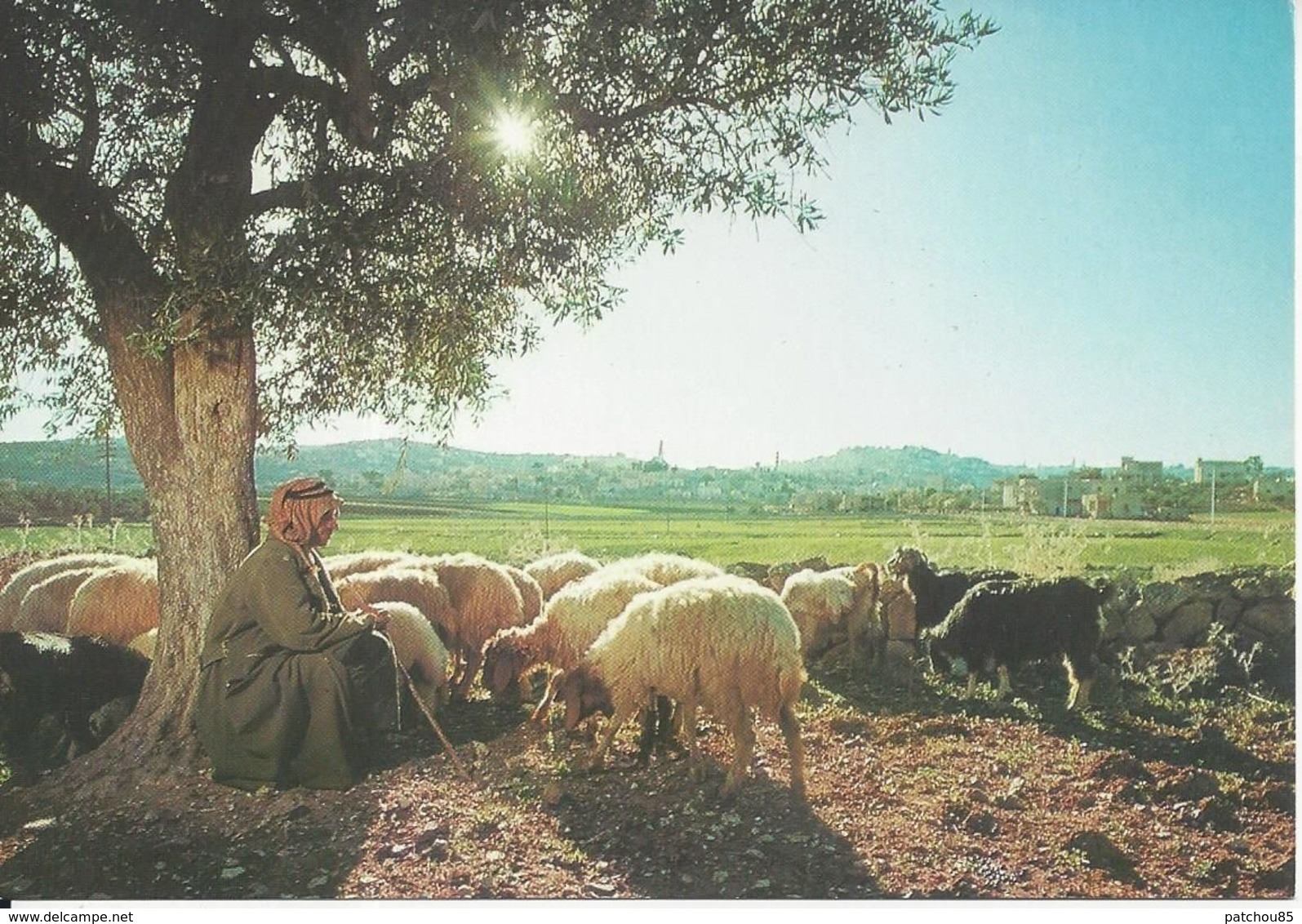 CPM   Israël   Bethlehem  Le Berger Avec Son Troupeau Dans Le Champs Des Bergers Avec Bethleem Au Fond - Israel