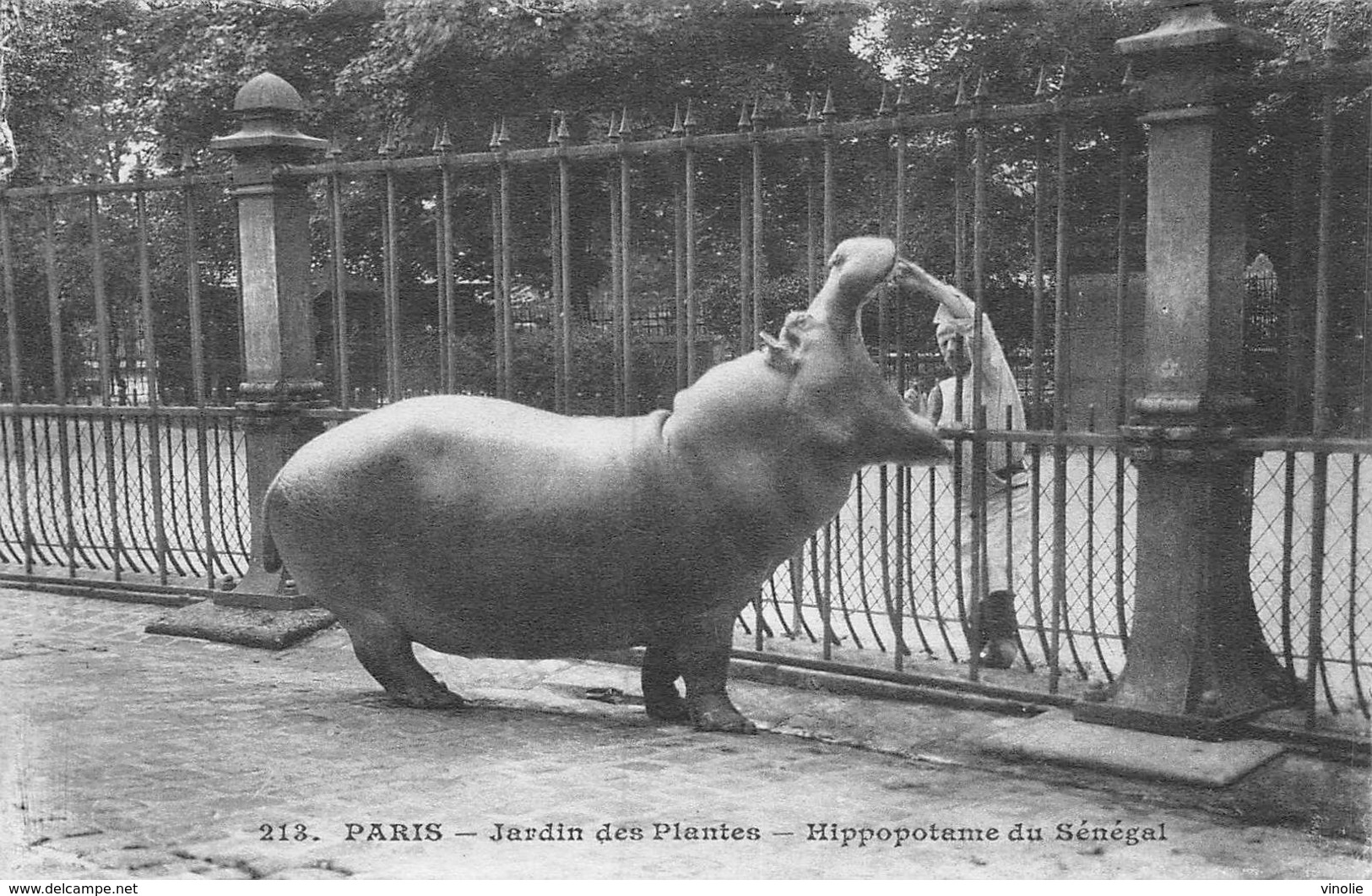 A-20-890 : JARDIN DES PLANTES. HIPPOPOTAME DU SENEGAL - Hippopotamuses