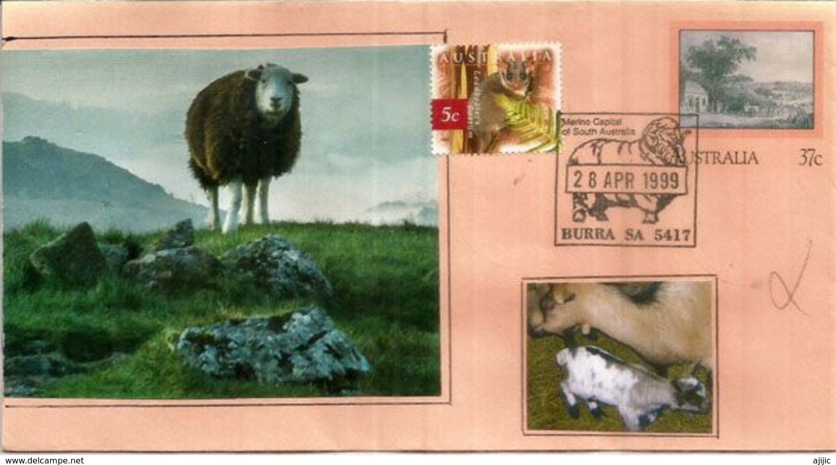 Le Merino . Australie. Moutons   Burra  South-Australia  (entier-postal) - Agriculture