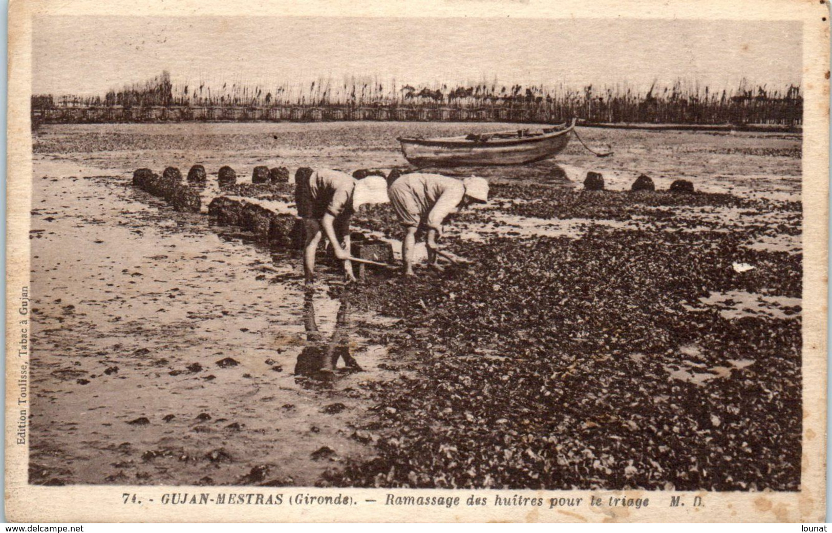 33 GUJAN - MESTRAS - Ramassage Des Huîtres Pour Le Triage - Ostréiculture  * - Gujan-Mestras